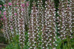 Acanthus flower spikes
